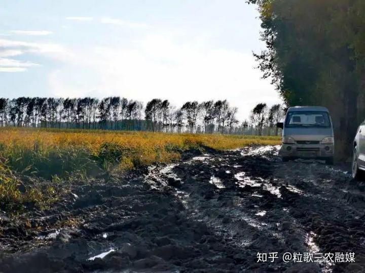 致富种植寒葱图片_寒葱种植技术视频_寒葱种植致富