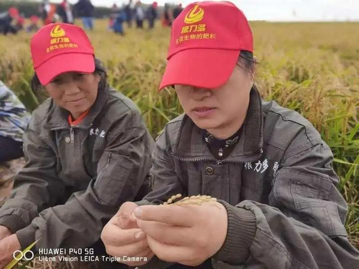 寒葱种植致富_寒葱种植技术视频_致富种植寒葱图片