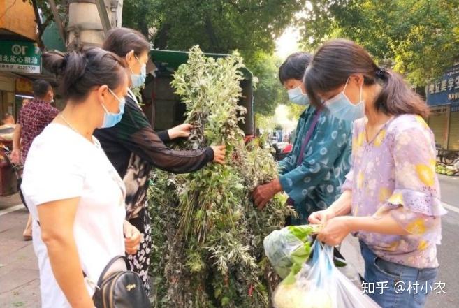 在农村种艾草，真如我们想象中那么赚钱吗？高产你会种吗？