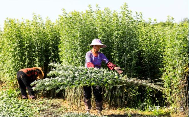 致富种植寒葱图片_寒葱的种植_寒葱种植致富