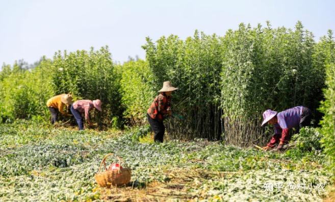 寒葱的种植_寒葱种植致富_致富种植寒葱图片