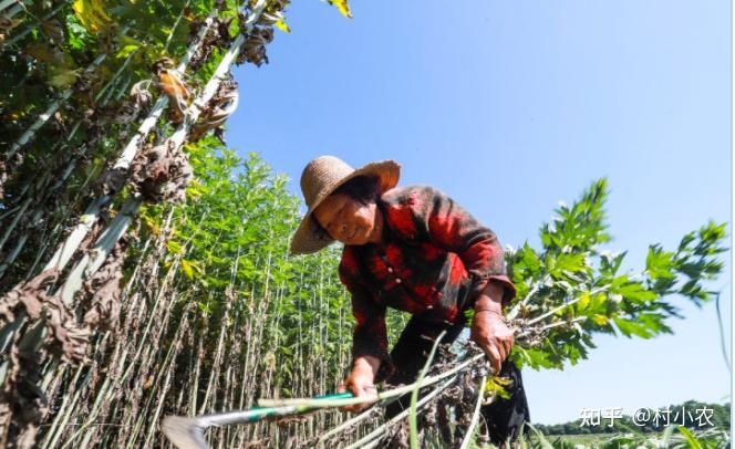 致富种植寒葱图片_寒葱种植致富_寒葱的种植