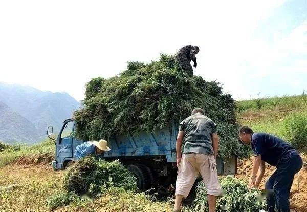 荒山种植致富项目_开发荒山种植_利用荒山致富视频