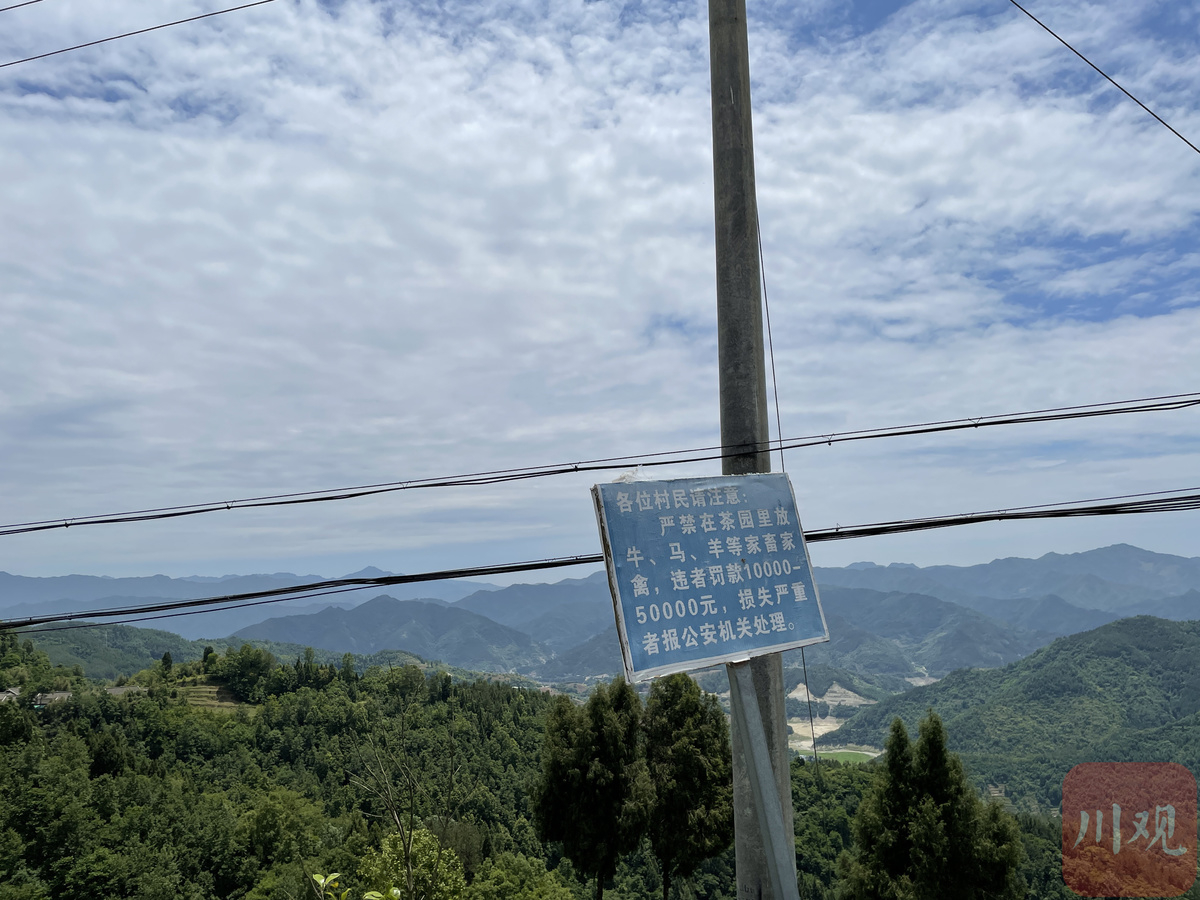 致富种植茶园项目有哪些_致富种植茶园项目介绍_种植茶园致富项目