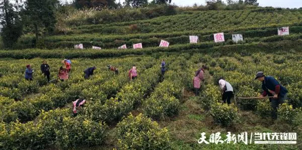 致富经卖水果的女人_致富靠老乡_致富经靠卖土致富的女人