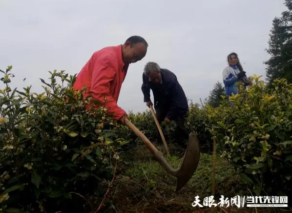 致富靠老乡_致富经卖水果的女人_致富经靠卖土致富的女人