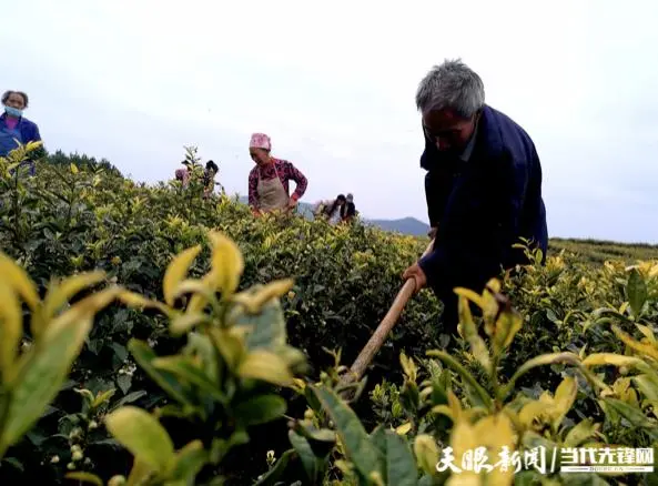 致富经卖水果的女人_致富靠老乡_致富经靠卖土致富的女人