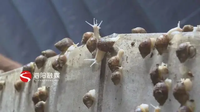 大棚养殖蜗牛致富_蜗牛养殖大棚怎么搭_致富蜗牛养殖大棚视频