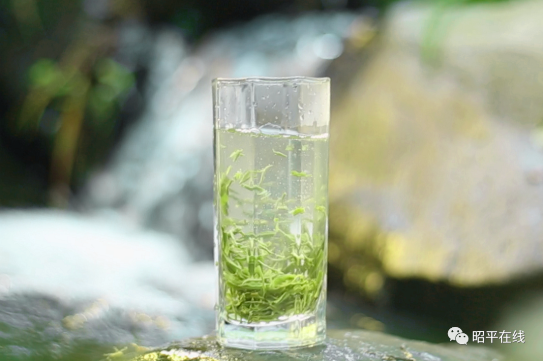 致富种植茶园项目简介_种植茶园致富项目_致富种植茶园项目有哪些