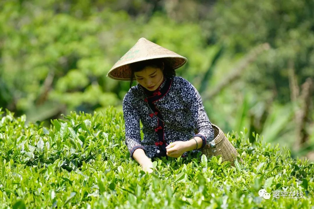 致富种植茶园项目简介_种植茶园致富项目_致富种植茶园项目有哪些