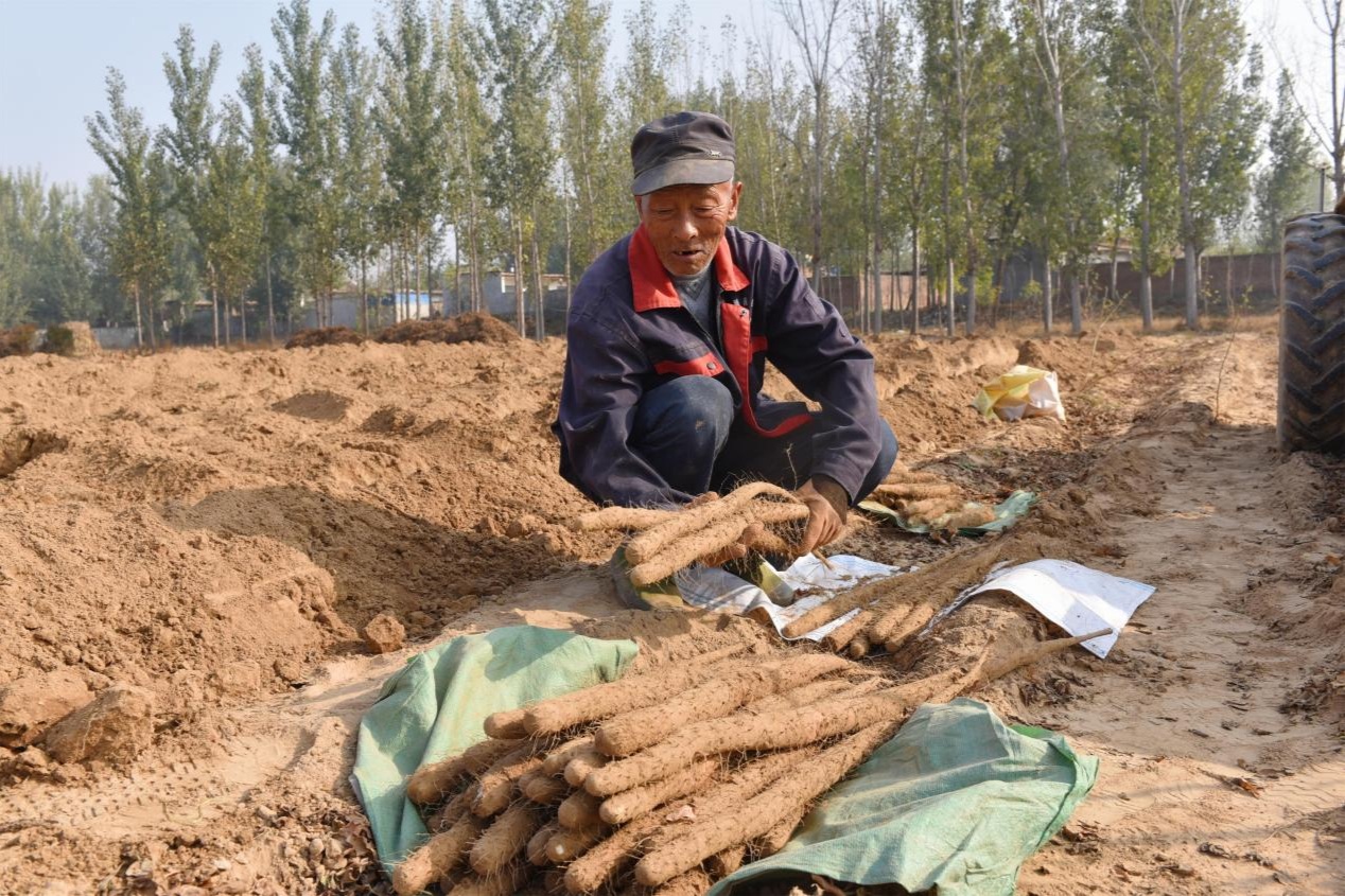 河北景县：山药特色种植 拓宽农民致富路