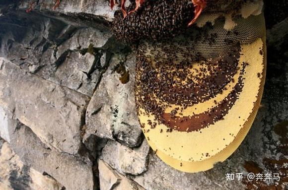 蜜蜂养殖技术200问_蜜蜂养殖实用技术_《蜜蜂养殖技术》