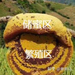 蜜蜂养殖实用技术_《蜜蜂养殖技术》_蜜蜂养殖技术200问