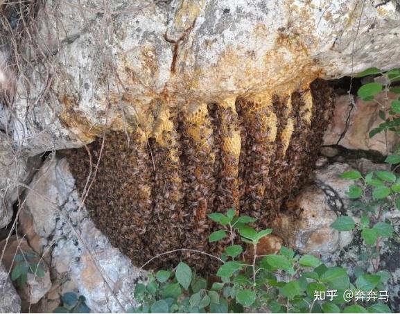 《蜜蜂养殖技术》_蜜蜂养殖技术200问_蜜蜂养殖实用技术