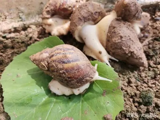 中牟县狼城岗镇巩固脱贫攻坚成果：小蜗牛带来新希望