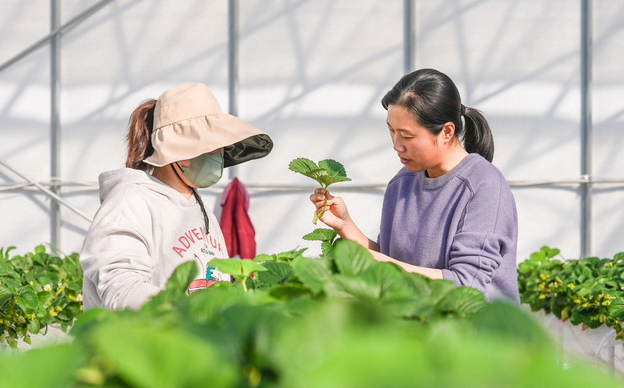 致富经靠卖土致富的女人_致富靠老乡_致富经卖水果的女人