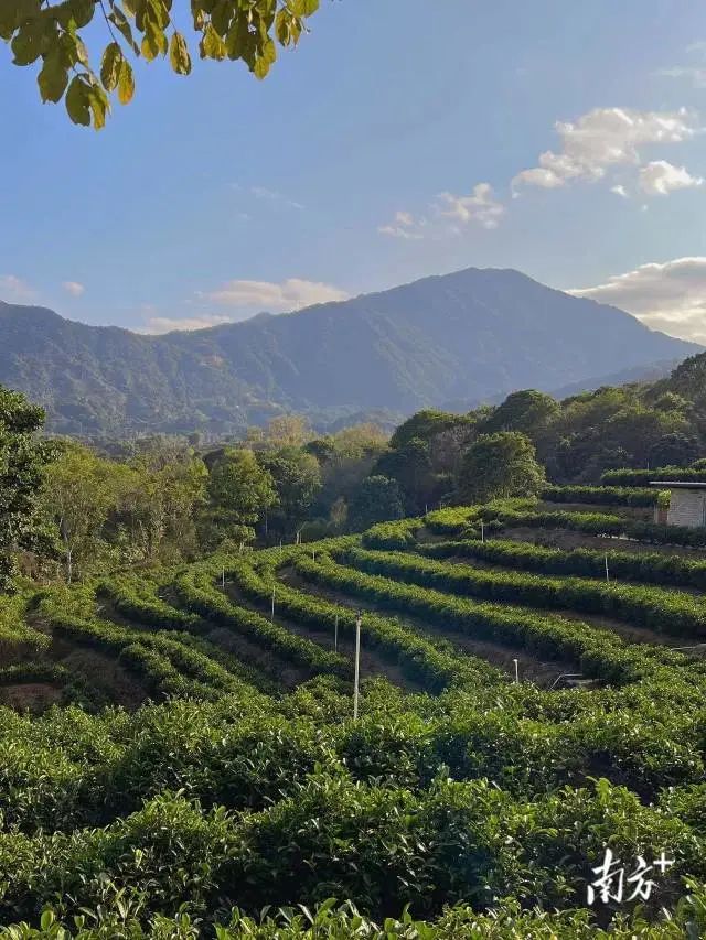 饶平新塘：茶产业产值近6亿元！新塘万亩茶园为乡村振兴添动力！