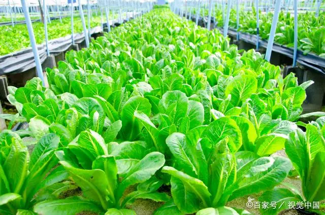 蹲苗是春季种植蔬菜不可缺的措施