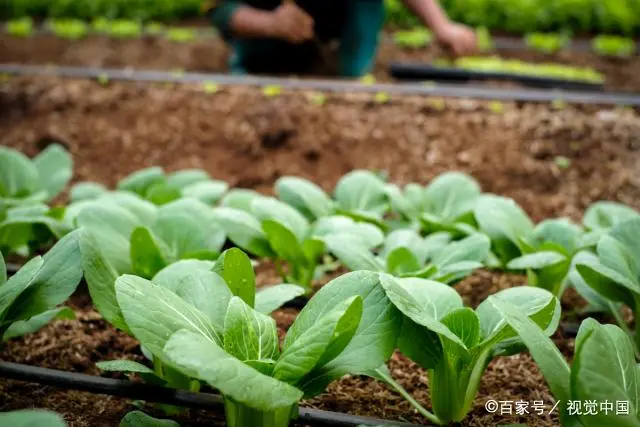致富种植苋菜图片_种植苋菜致富_苋菜种植效益