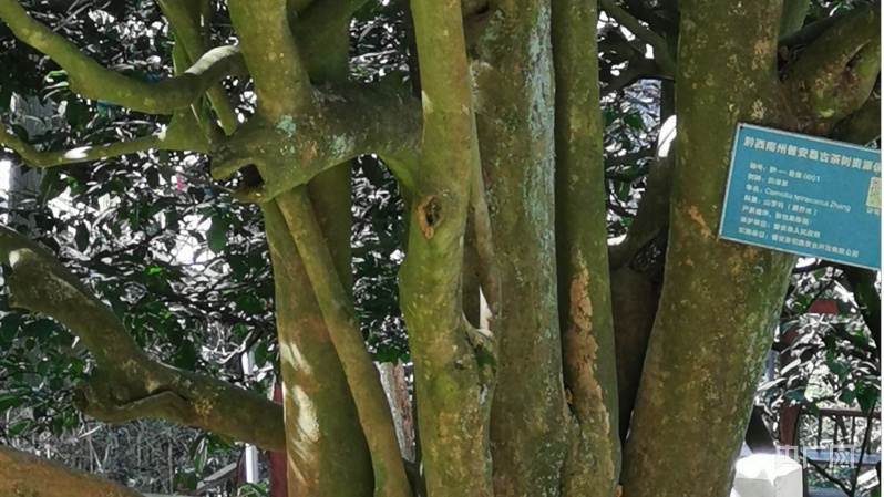 致富种植茶园项目有哪些_致富种植茶园项目简介_种植茶园致富项目