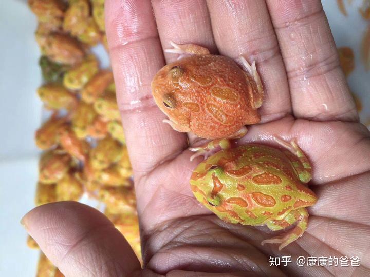 养殖重庆壁虎技术怎么样_重庆壁虎养殖技术_养殖重庆壁虎技术视频