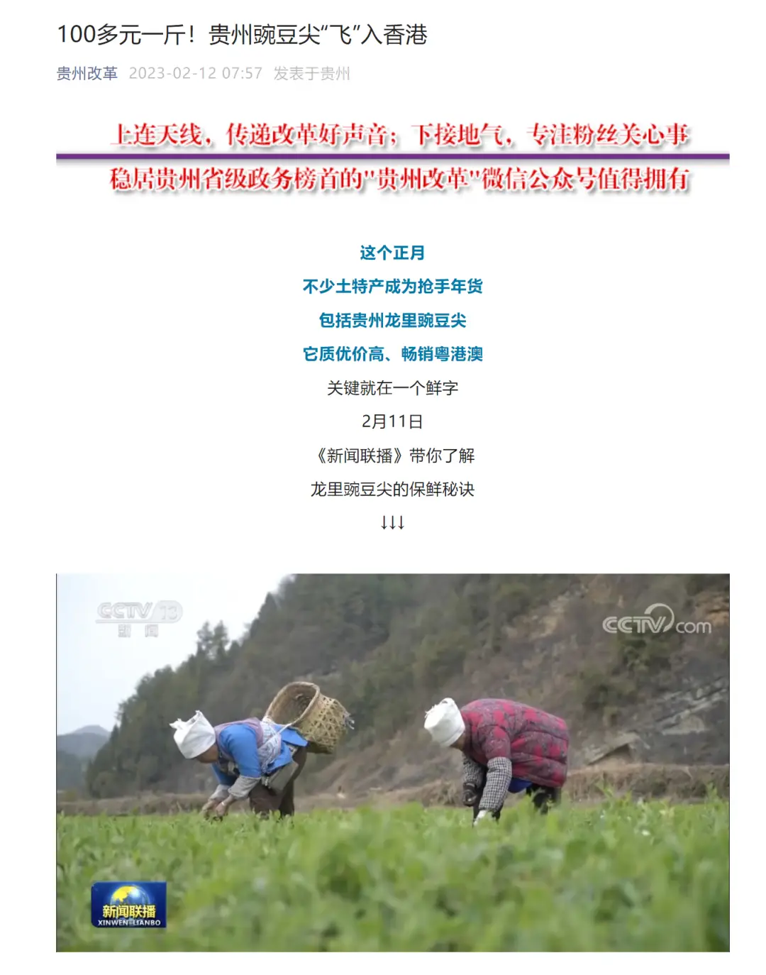 家庭种植豌豆苗芽苗菜小窍门_豌豆芽菜种植方法_豌豆芽种植致富