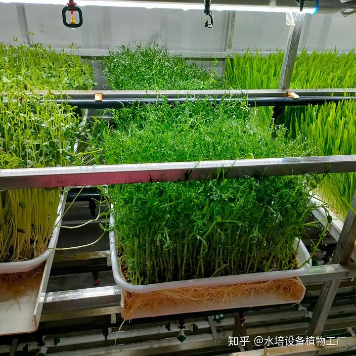 豌豆苗芽苗菜种植技术_豌豆芽种植致富_家庭种植豌豆苗芽苗菜小窍门