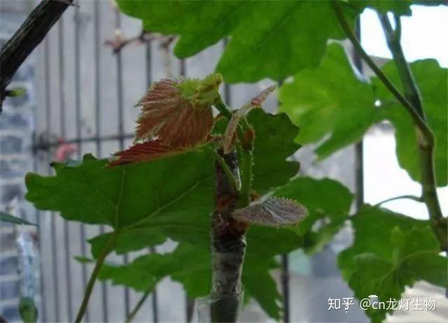 山葡萄栽培_种植山葡萄每亩投资多少钱_山葡萄种植技术