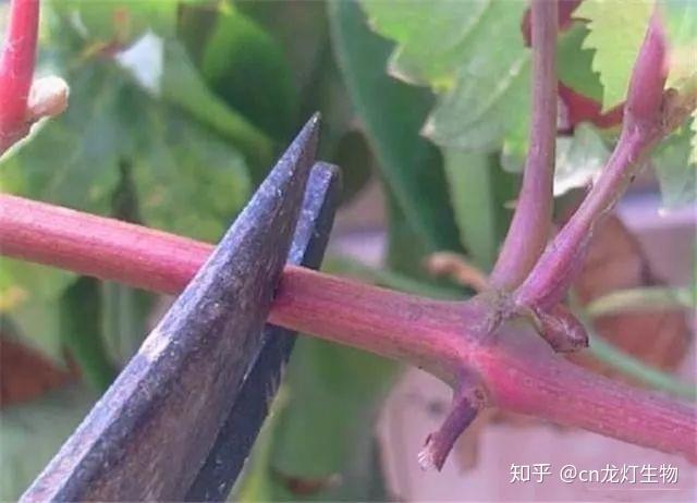 山葡萄栽培_山葡萄种植技术_种植山葡萄每亩投资多少钱