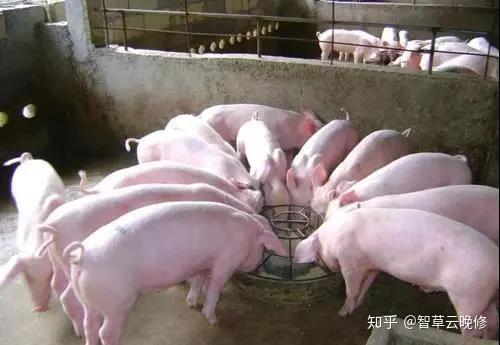 致富经养猪小视频全集_cctv致富经养猪视频全集_养猪视频致富经