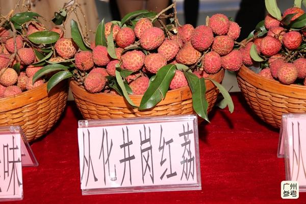 哈尔滨人也能吃上从化荔枝！“互联网+”助广州果农富起来