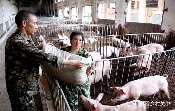 致富经养猪小视频全集_养猪视频致富经_cctv致富经养猪视频全集