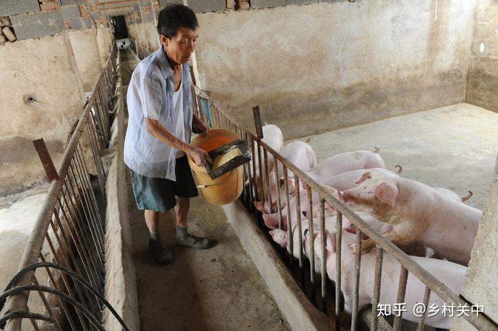cctv致富经养猪视频全集_致富经养猪小视频全集_养猪视频致富经