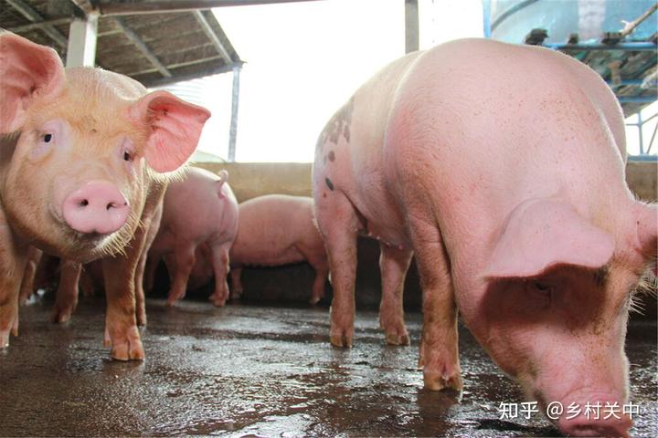 cctv致富经养猪视频全集_养猪视频致富经_致富经养猪小视频全集