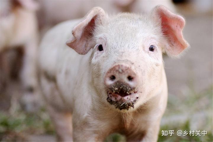 cctv致富经养猪视频全集_养猪视频致富经_致富经养猪小视频全集