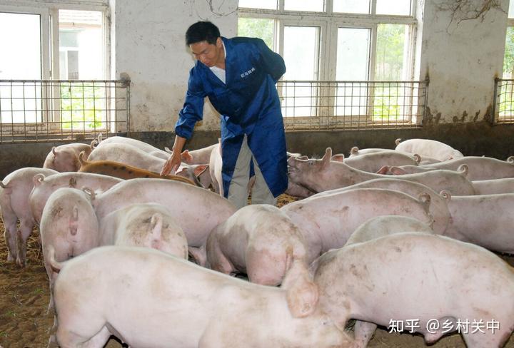 养猪视频致富经_致富经养猪小视频全集_cctv致富经养猪视频全集
