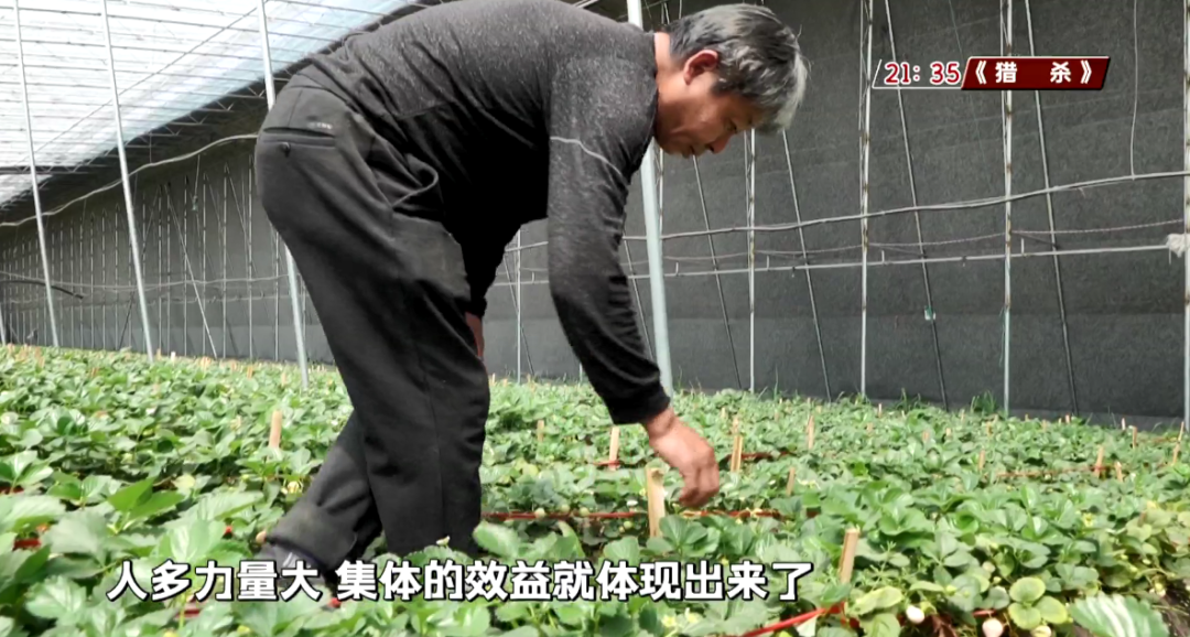 农村家庭养殖致富门路_农村庭院养殖致富奇人_小庭院养殖致富案例