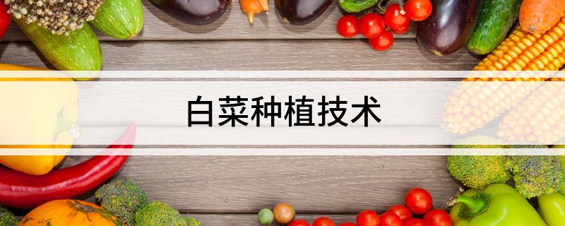 早春大棚白菜种植技术_春季大棚白菜的种植与管理_春天大棚白菜的种植技术