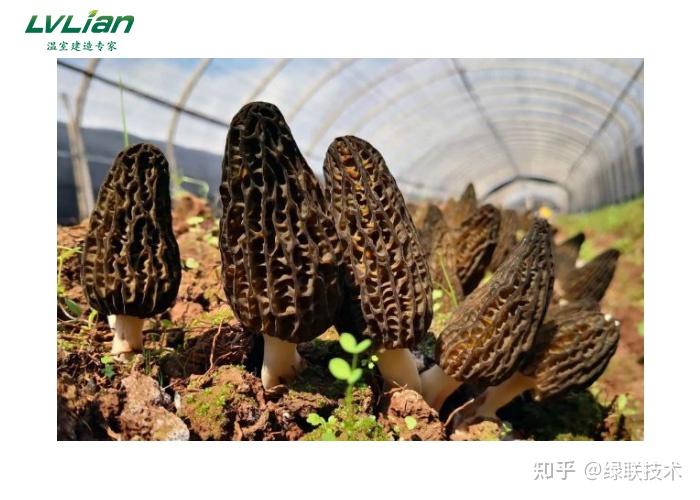 种植芦甘的技术要求_芦甘草种植技术_甘芦种植技术要求高吗