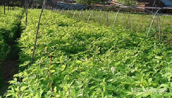 致富种植生菜图片_生菜种植效益_生菜种植致富