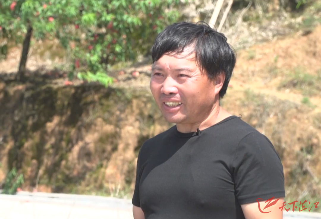 农村致富种植_种植致富经_芷江种植致富