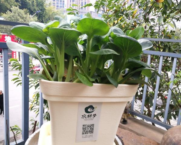 这几种盆栽蔬菜生长速度快，种在阳台，根本吃不及！！！