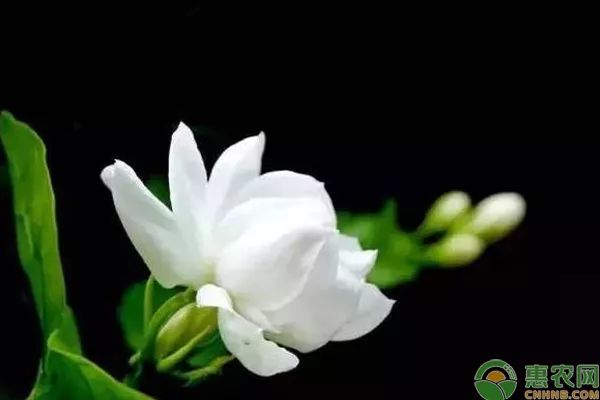 苹果盆景怎么种植_盆景苹果怎么种植技术_种植盆景苹果技术视频