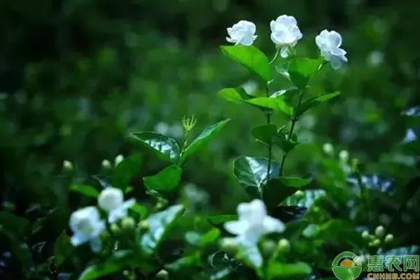 盆景苹果怎么种植技术_苹果盆景怎么种植_种植盆景苹果技术视频