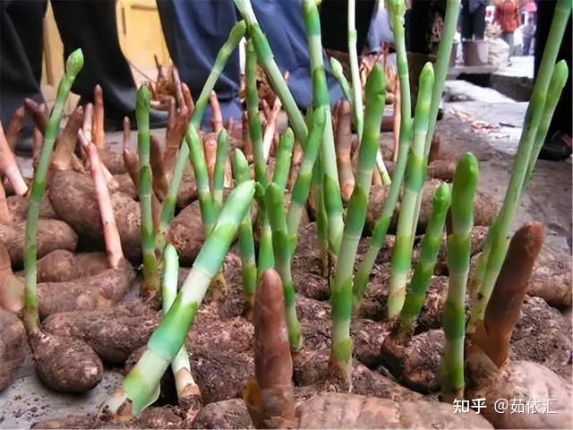 麝鹿苗多少钱一只_麝鹿可以人工养殖吗_麝鹿养殖技术