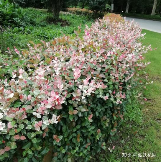 麝鹿养殖技术_麝香鹿能养殖吗_养殖麝香鹿