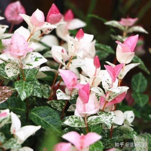 麝香鹿能养殖吗_养殖麝香鹿_麝鹿养殖技术
