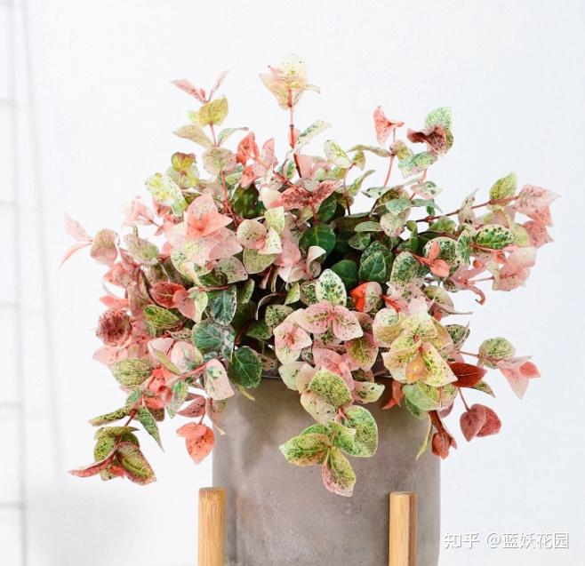 养殖麝香鹿_麝鹿养殖技术_麝香鹿能养殖吗