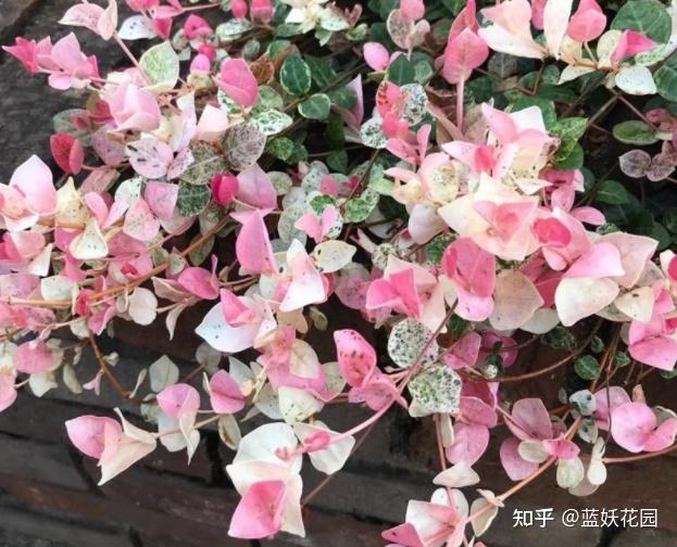 麝鹿养殖技术_养殖麝香鹿_麝香鹿能养殖吗