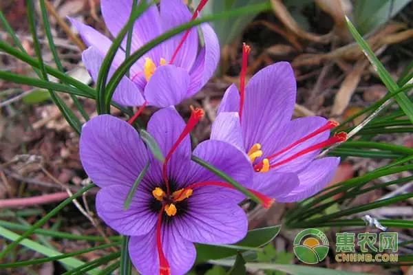 藏红花怎么种植？藏红花种植技术